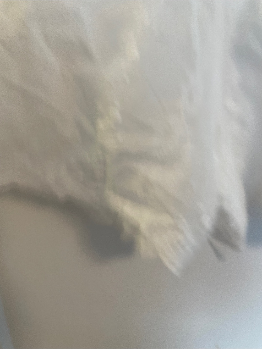 NWT Cider White Embroidered Women's Shorts - Picture 5 of 6